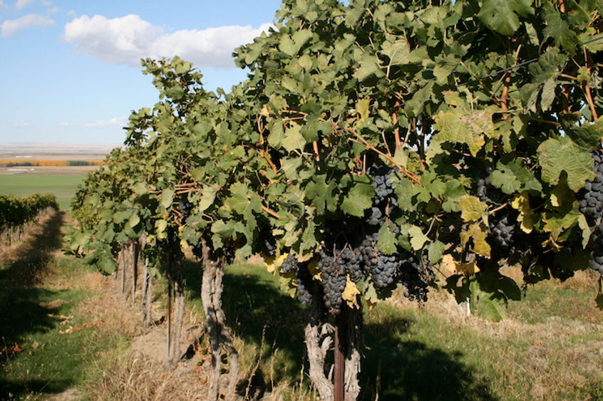 Canoe Ridge Vineyards in Washington