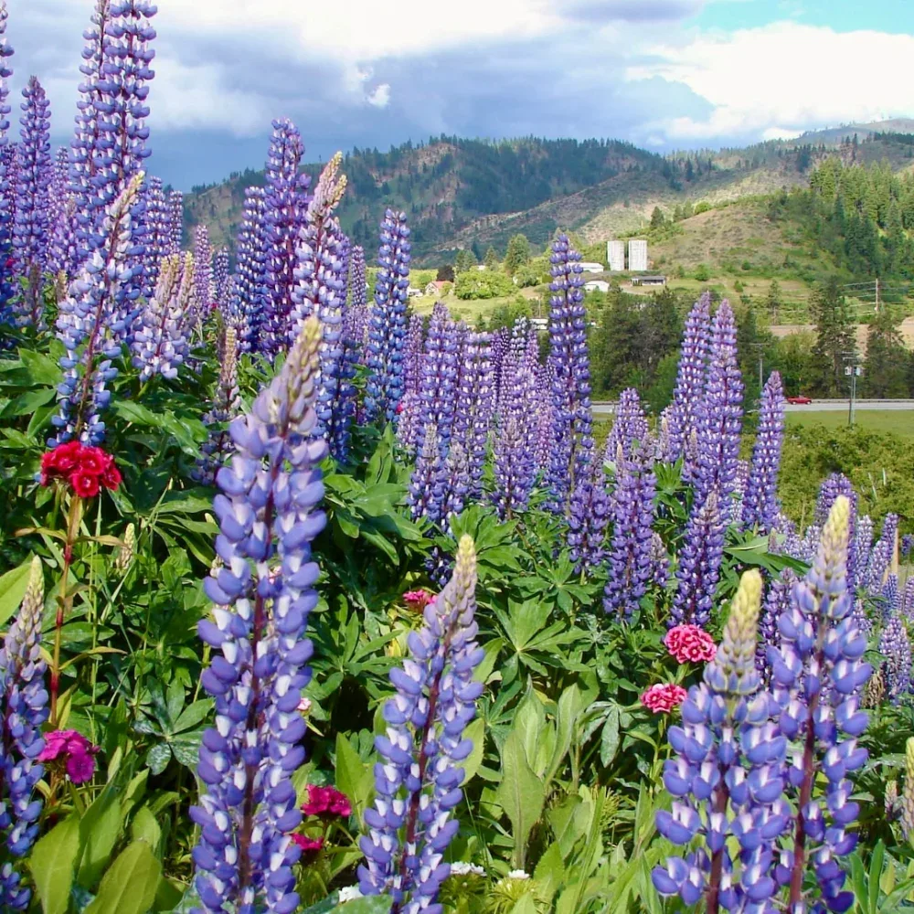 A vibrant field of tall purple lupine flowers with scattered small red flowers in front of a green mountainous landscape under a clear blue sky.