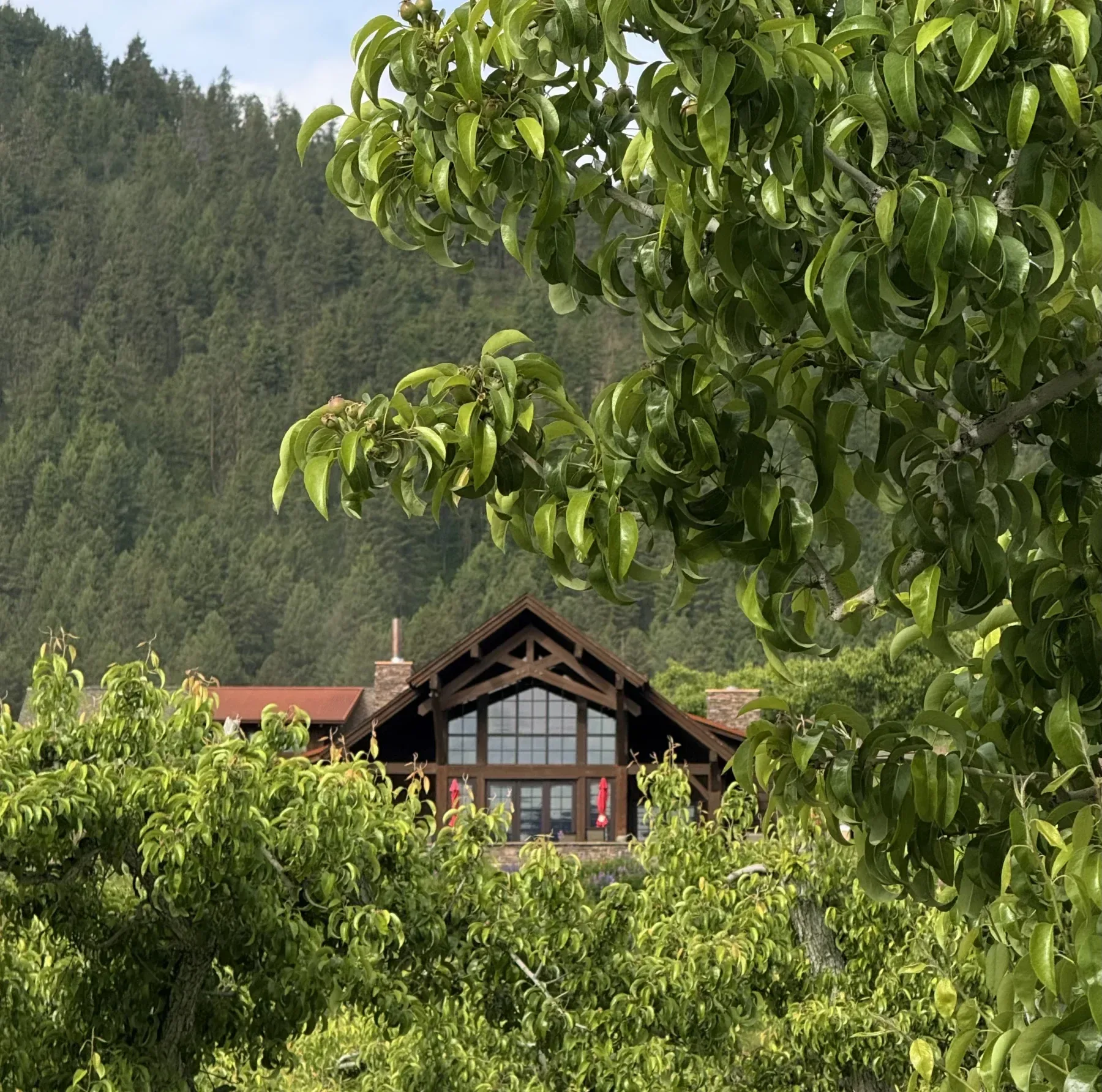 leavenworth washington winery through the trees