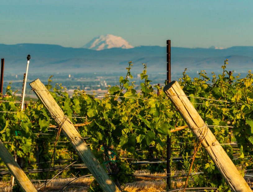 Newhouse Farms Upland Vineyards in Washington