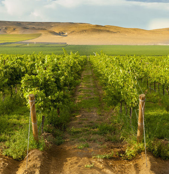 Purple Sage Vineyards in Washington