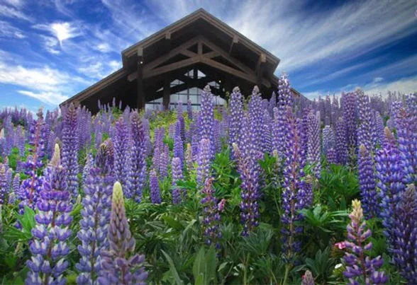 A dark wooden building with a steep roof behind a dense field of tall purple lupine flowers under a partly cloudy sky.