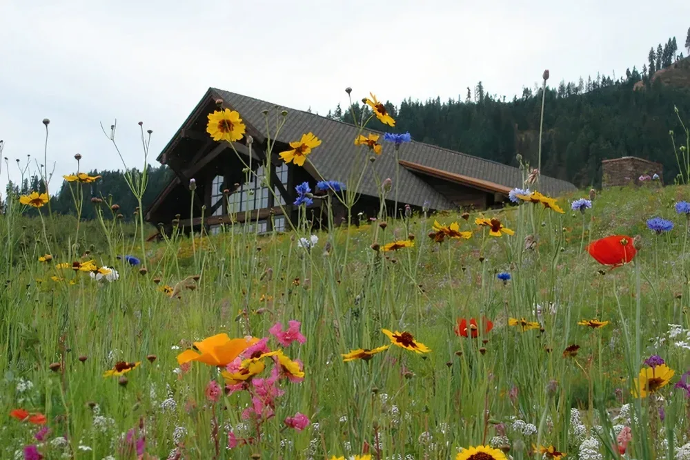 Wildflowers in various colors growing in a field in front of Silvara Cellars tasting room, a wooden building with a sloped roof, set against a backdrop of forested hills.