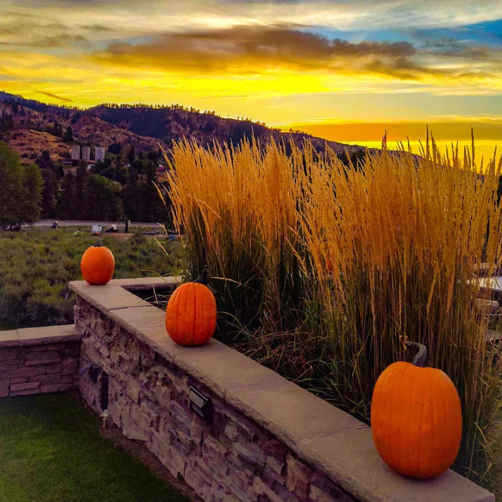 Three pumpkins placed on a stone wall with tall golden grasses behind them during a sunset in a mountainous rural area.